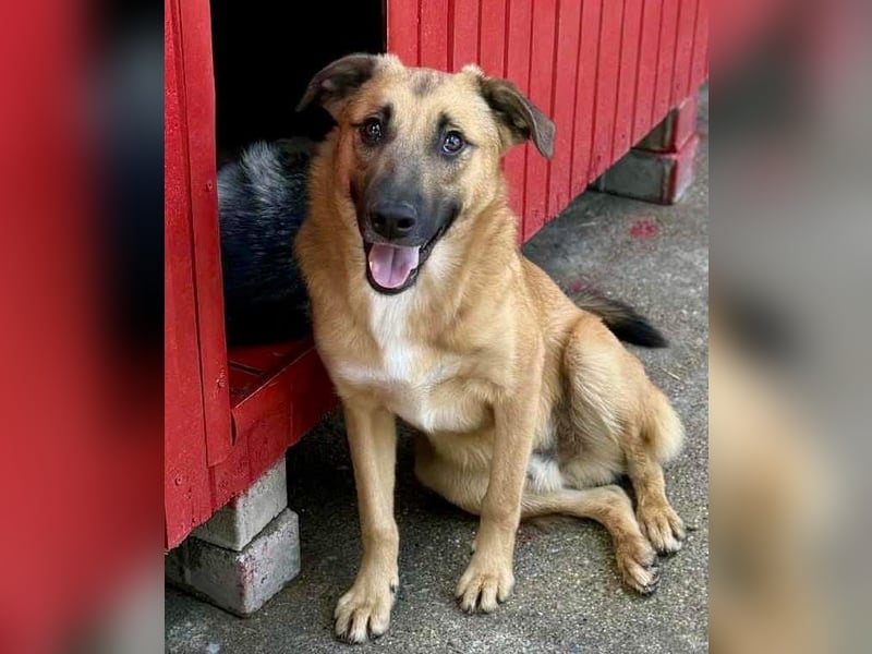 Katzenfreundlicher, lebensfroher Junghund Loyd