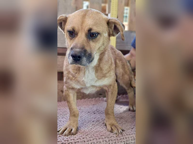 Lisa – sanfte Hündin mit großem Herzen