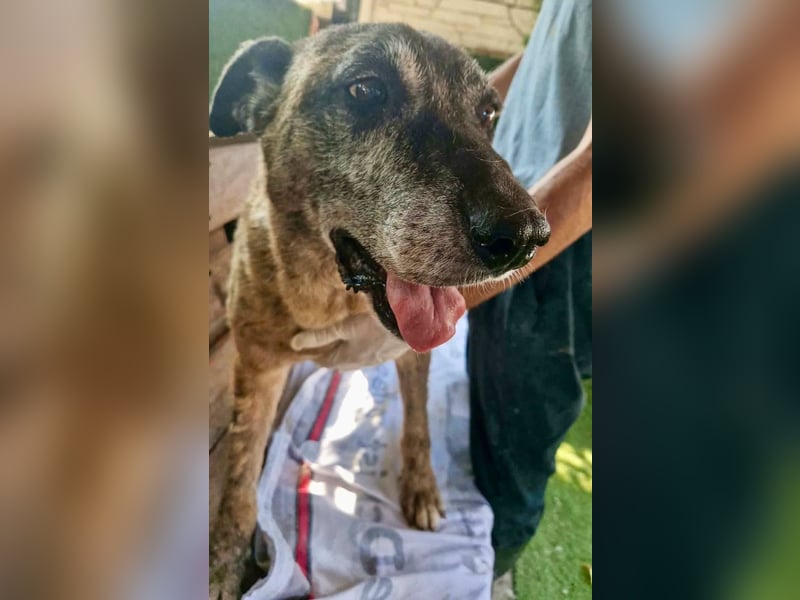 Cody, bitte lass das Shelter nicht seine Endstation sein...