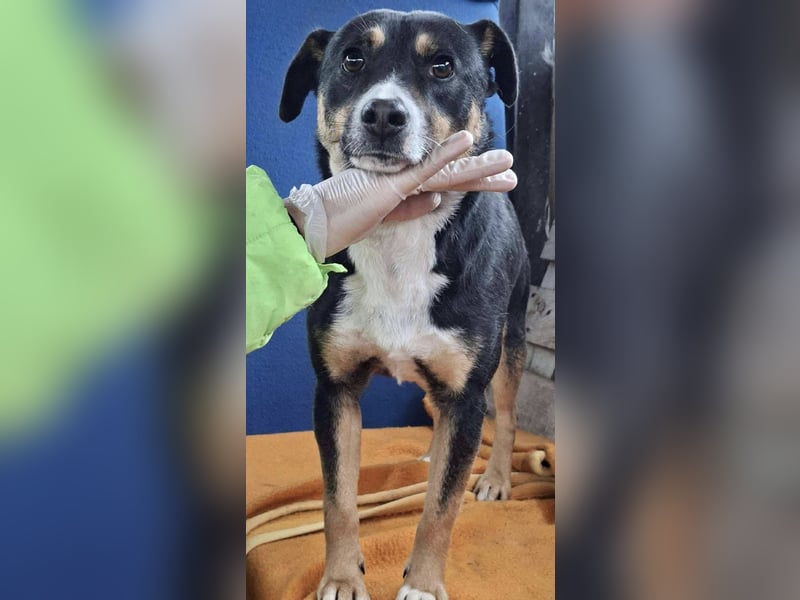  FRANJO – TREUHERZIGER SCHMUSER MIT FEINEM WESEN 