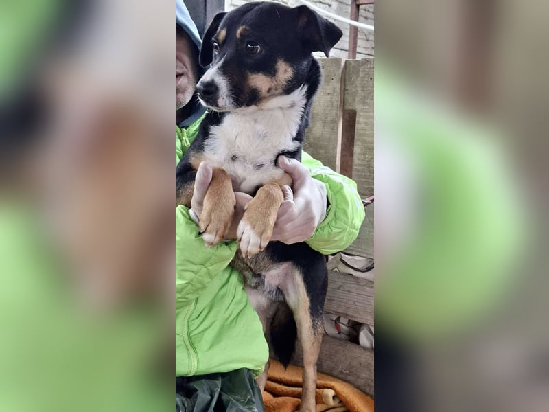  FRANJO – TREUHERZIGER SCHMUSER MIT FEINEM WESEN 