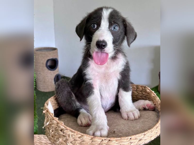 Kleiner Herzenshund Figo sucht seine Familie