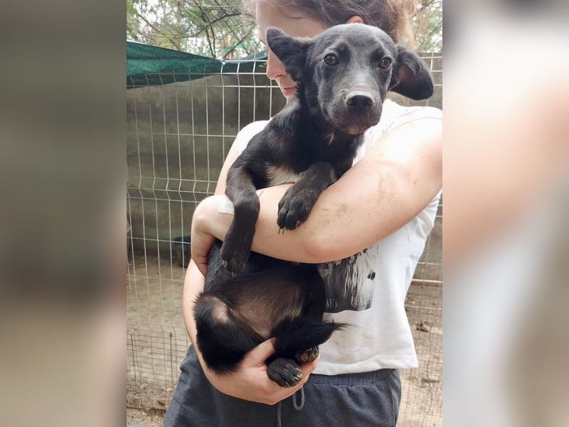 Unsichere, zurückhaltende Hündin Lucy