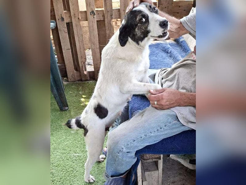 Gloria - offen und verschmust