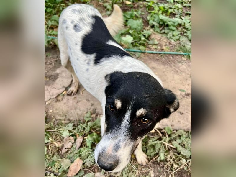 Jaron - bildhübscher, junger Bursche