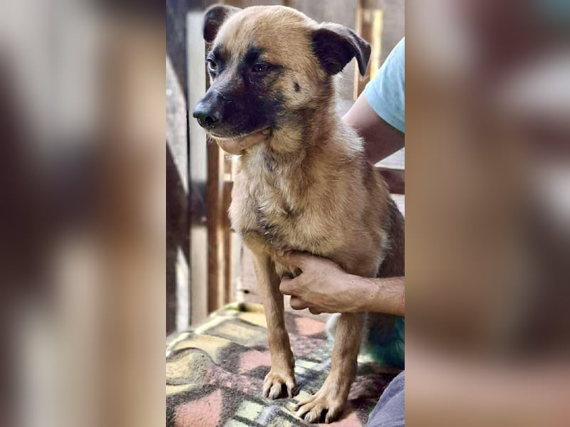 Arko  sensibler Rüde sucht ruhigen Neuanfang