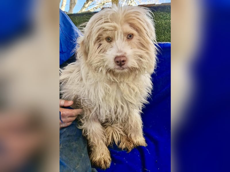 Todtrauriger Boomer auf der Suche nach Glück