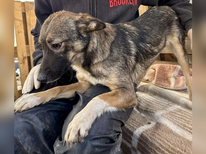 Akima sucht ganz viel Liebe