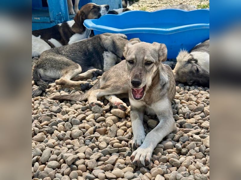 Juddy, kleine Herzensmaus sucht ihr Glück