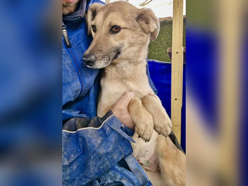 Zierliche Junghündin Dana