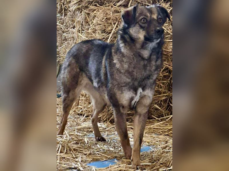 FELINA – auf der Suche nach Wärme