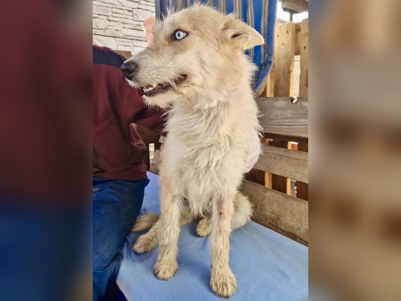 Mara, Schönheit mit zweifarbigem Blick