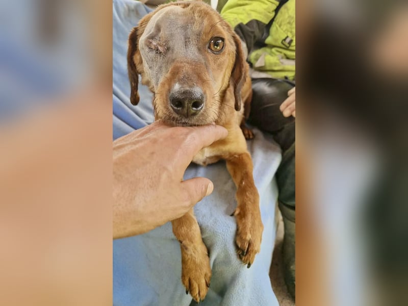 Tapfere Poppy sucht ihr Glück