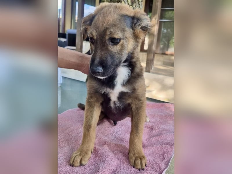 Mogli – kleines Wunder sucht seine Familie