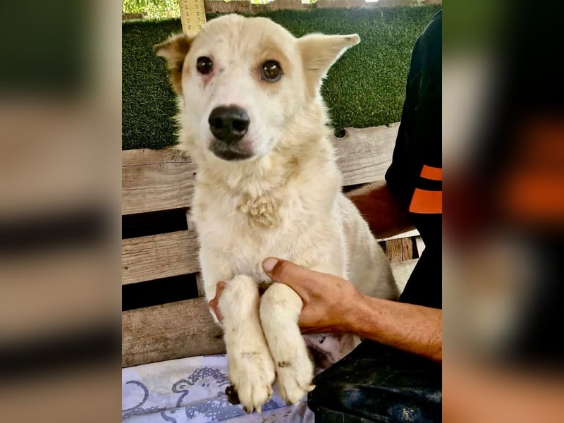 Tschigsy, sanfte Seniorin sucht ihre Familie