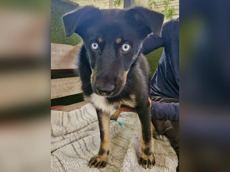 Bobby – junger Hundebub sucht liebevolle Menschen