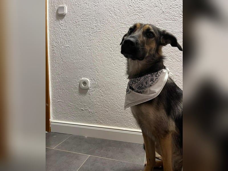 Unsichere Luna sucht erfahrenes Zuhause