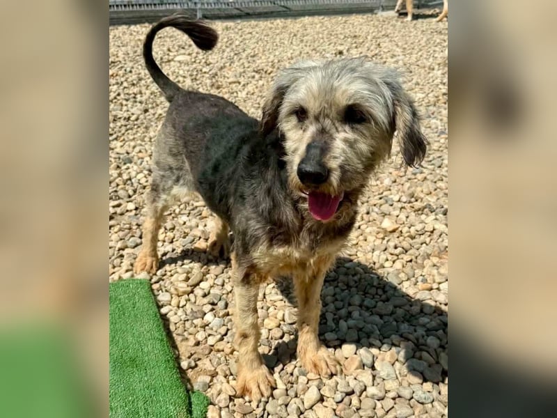 Candy – sanfte Schmusemaus sucht ihr Happy End