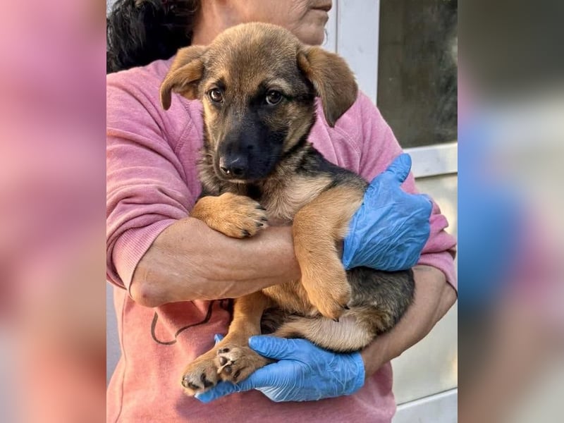 Sky – kleines Welpenmädchen sucht ihr Glück