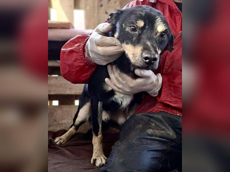 Zierlicher Junghund Frizzi – Rettung aus der Hölle