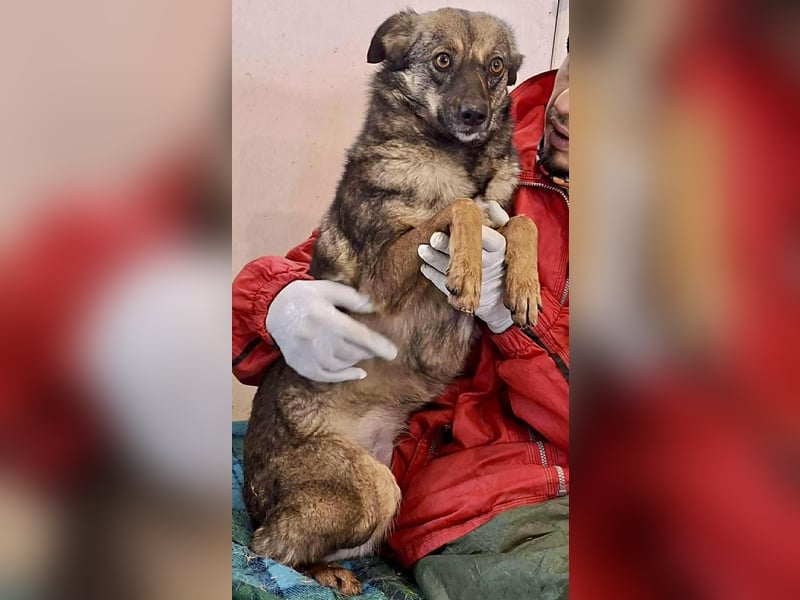 FELINA – auf der Suche nach Wärme