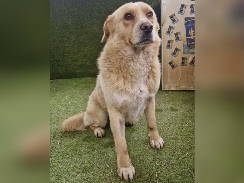 Trauriger Hugo sucht seine Familie