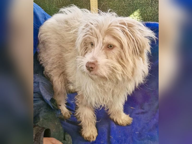 Todtrauriger Boomer auf der Suche nach Glück