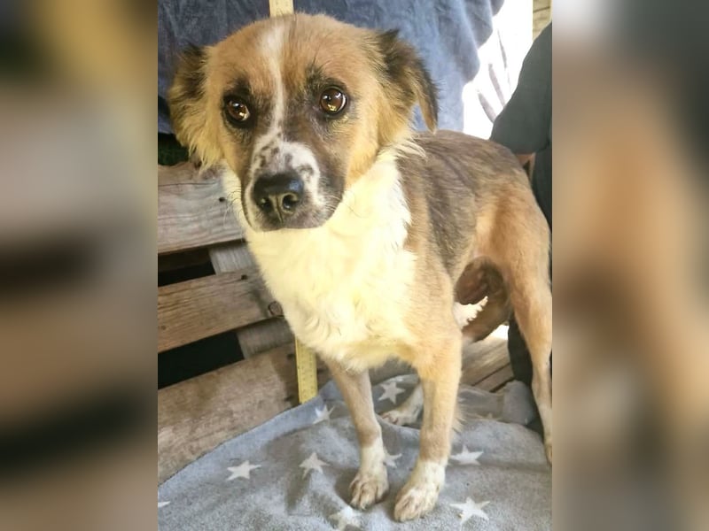 Romy, sanfte Schmusemaus sucht ihre Familie