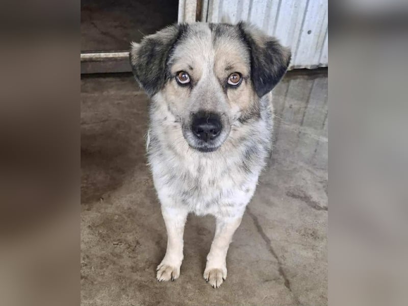 Schmusiger, verspielter Cisco