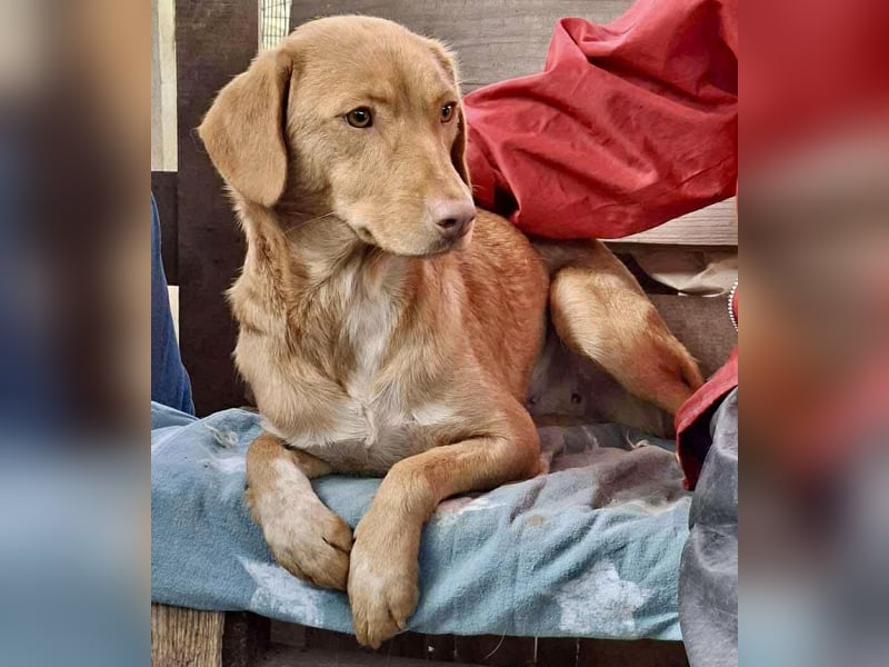 Herzenshund Tosca sucht ihr Für-immer-Zuhause!