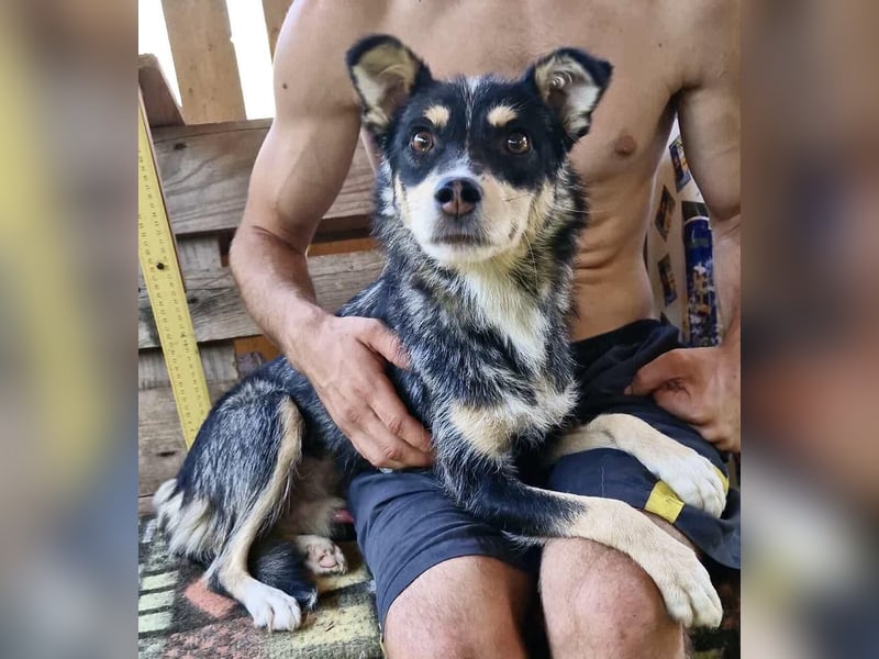 Pauli - sanfter Charmeur