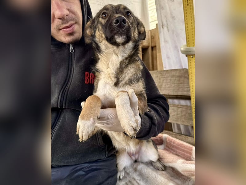 Akima sucht ganz viel Liebe