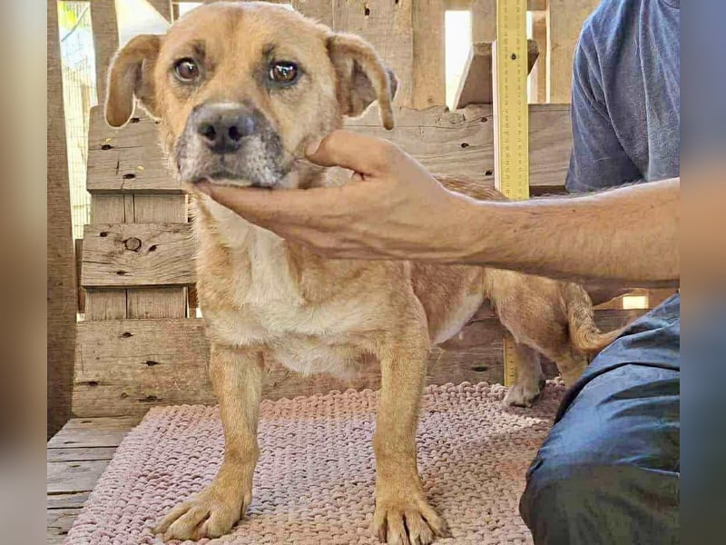 Lisa – sanfte Hündin mit großem Herzen