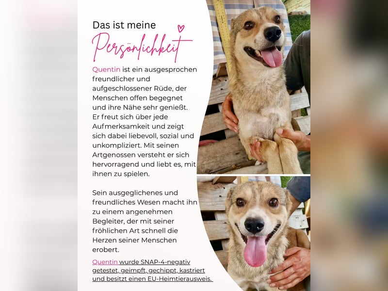 Freundlicher Quentin sucht seine Herzensmenschen