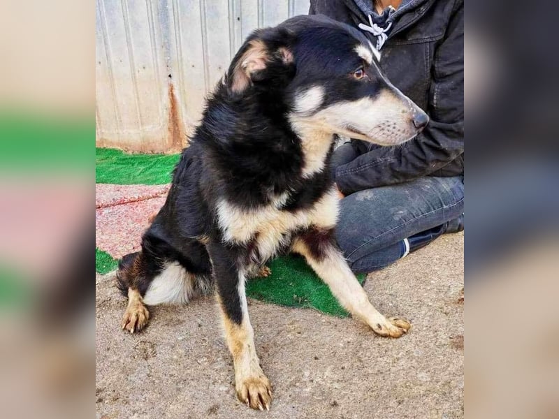 Sanfte, neugierige Hündin Dora