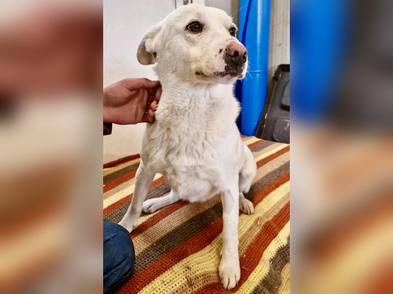 Dankbare, sanfte Blanche