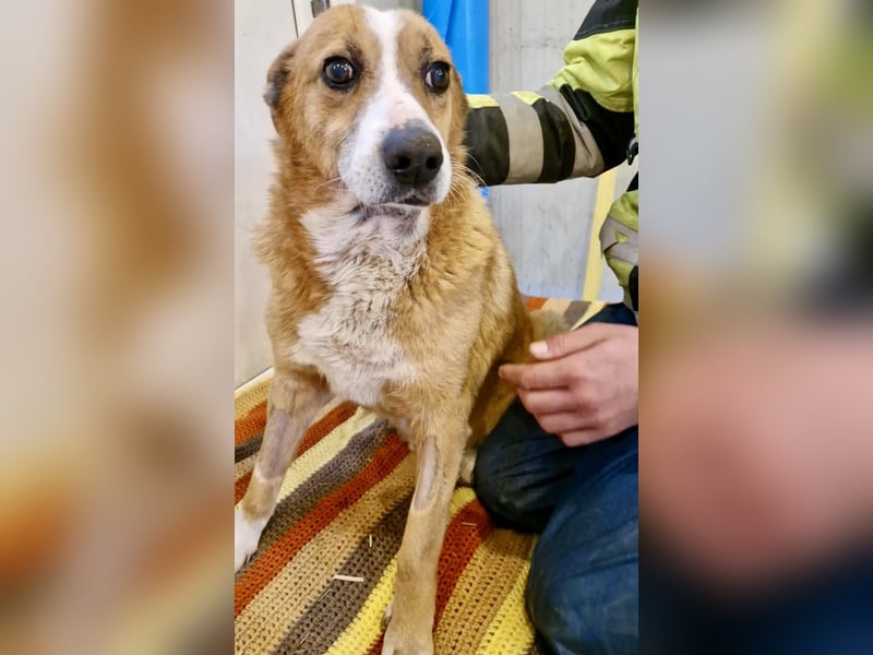 Sanfter Hundeopi Rex