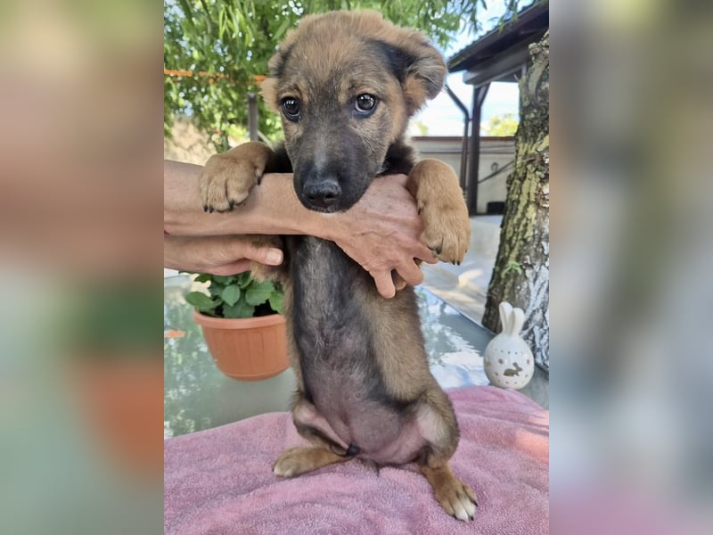 Mogli – kleines Wunder sucht seine Familie