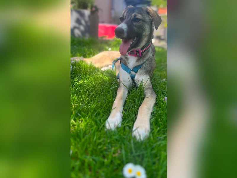 Arco - Ein besonderer Hundejunge wartet auf seine Familie