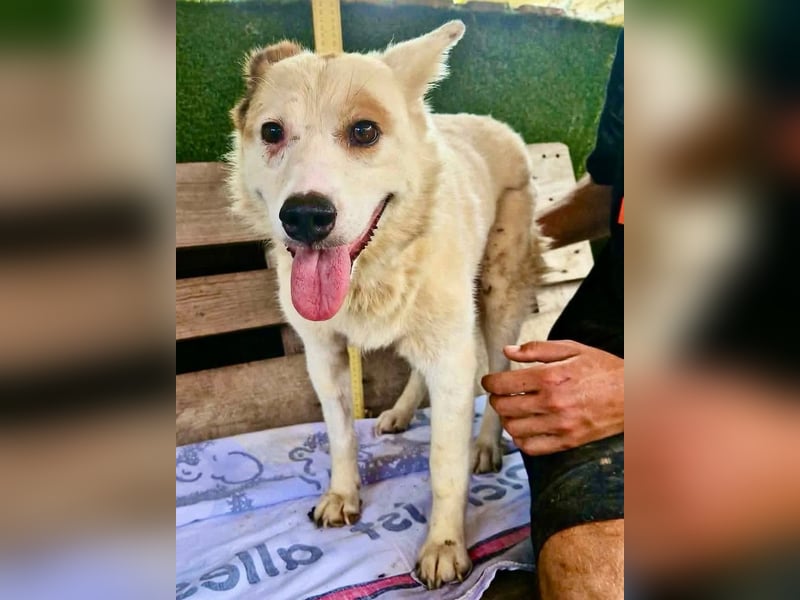 Tschigsy, sanfte Seniorin sucht ihre Familie