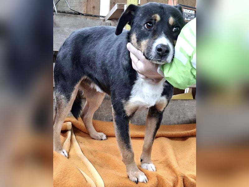  FRANJO – TREUHERZIGER SCHMUSER MIT FEINEM WESEN 