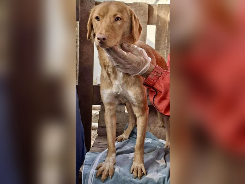 Tosca hat im Shelter Angst