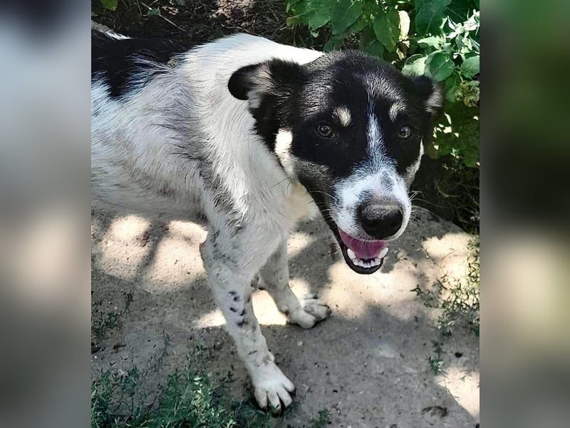 Jaron - bildhübscher, junger Bursche