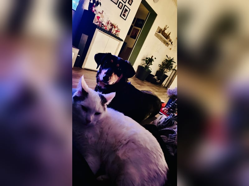 Fröhliches Hundemädchen Juna sucht ihre Menschen