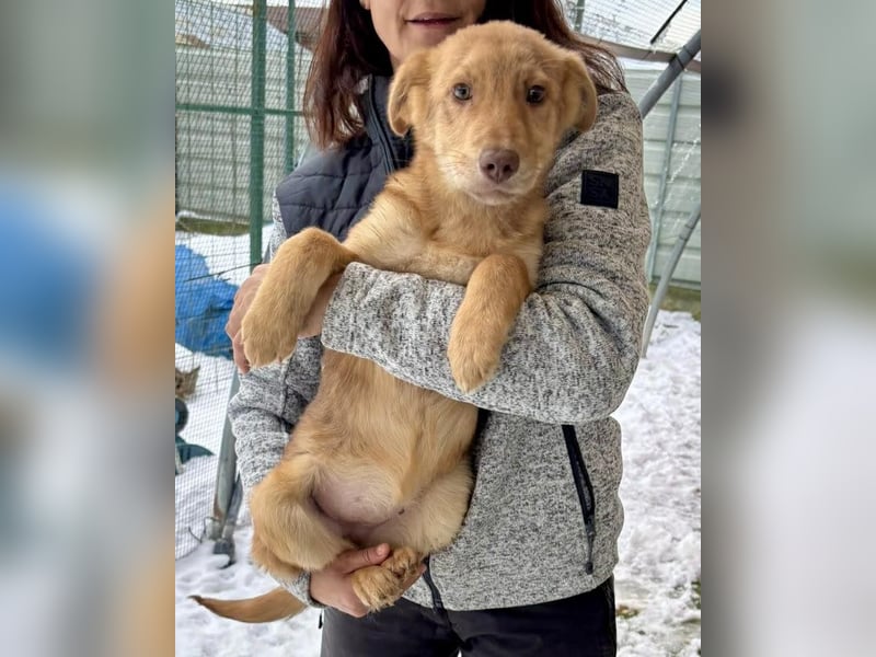 Bildhübsches Welpenmädchen Lumi