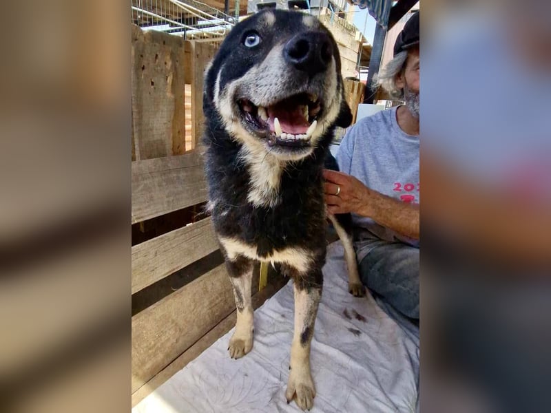 Verschmuster und verträglicher Moritz verlor sein Herrchen