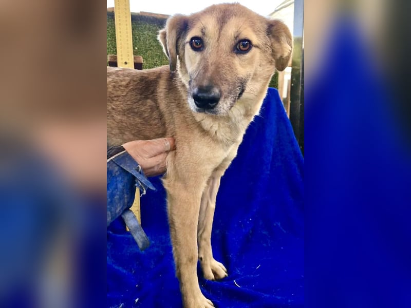 Zierliche Junghündin Dana