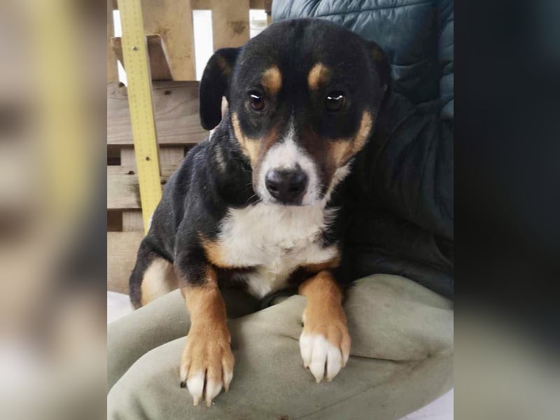 Franjo sucht warmes & liebevolles Zuhause