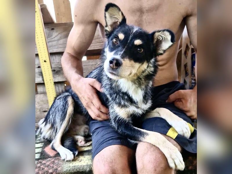 Pauli - sanfter Charmeur