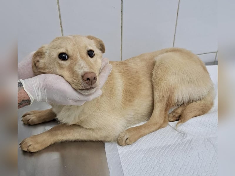 Zuckersüßes Hundemädchen Lesedi